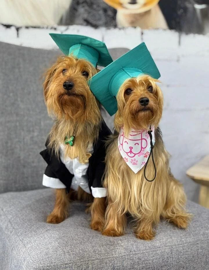 Dog in crate training - safe secure den