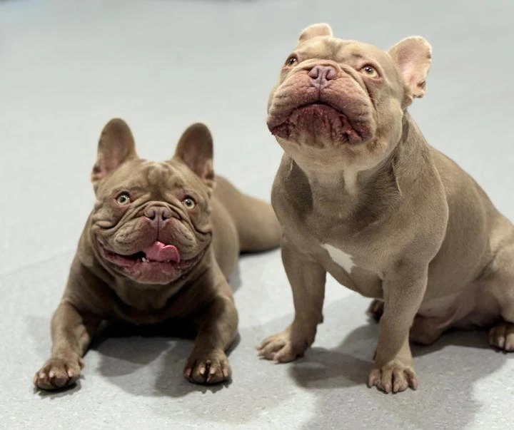 Dog anxious about crate before training - common concerns