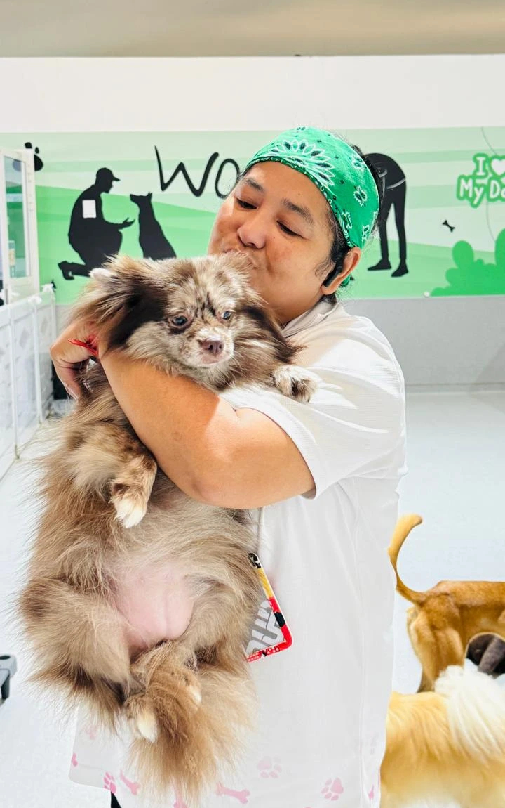 Professional pet grooming services