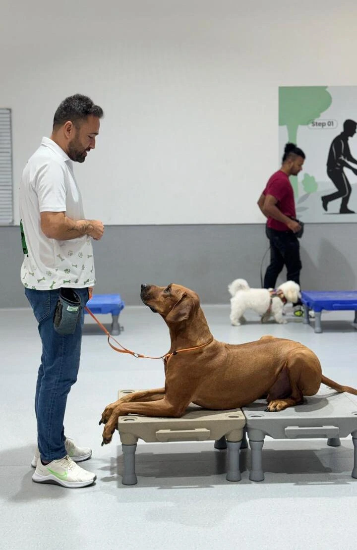 Golden Retriever walking calmly on leash in Dubai Marina - dog walking training Abu Dhabi Dubai