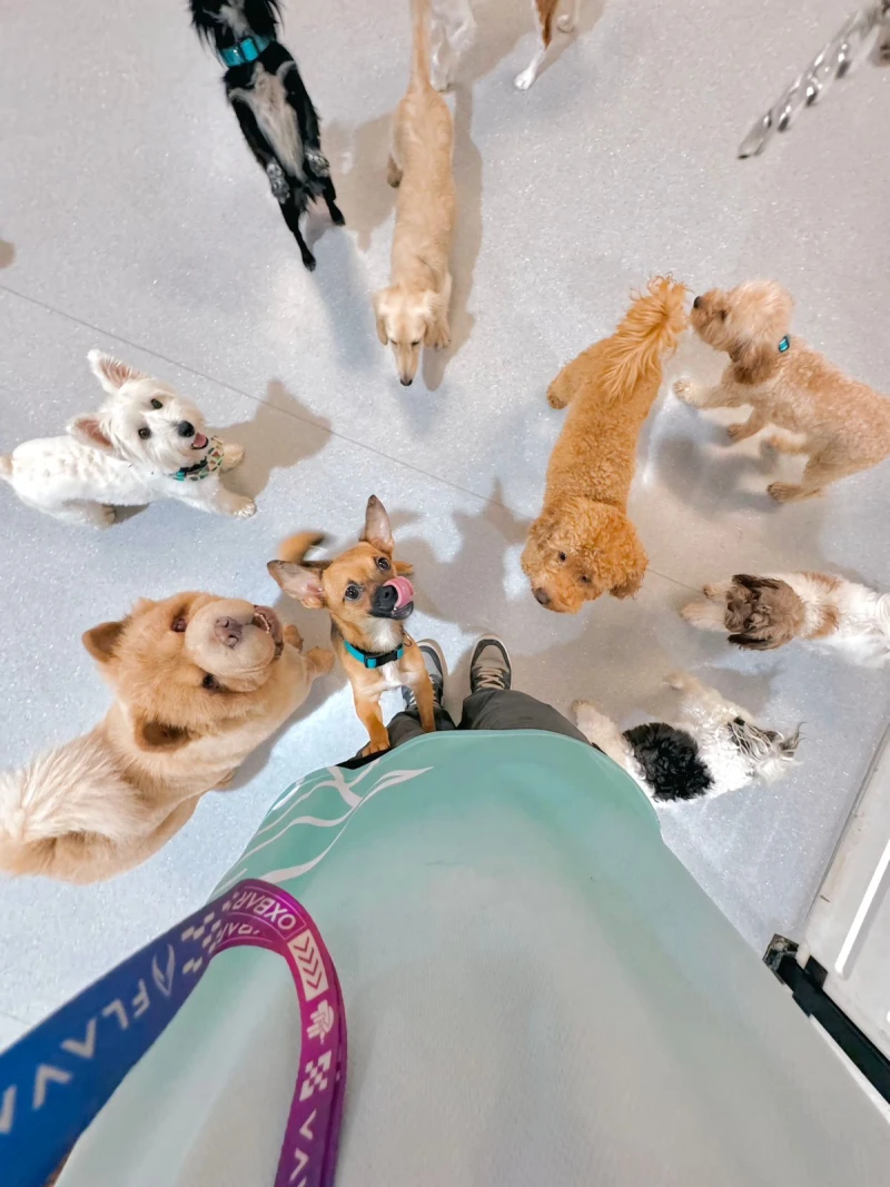 Puppies interacting and playing during a socialization session at a training center.